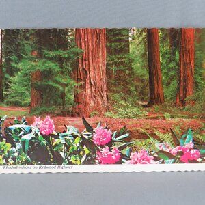 Vintage Postcard - Rhododendrons on the Redwood Highway - Continental Card